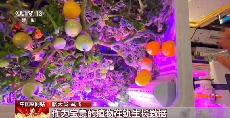  太空菜园樱桃番茄喜获丰收，中国航天员十年耕耘结硕果；气雾培养技术攻克微重力难题，绿色梦想照亮深空之路。 新闻 太空菜园樱桃番茄喜获丰收，中国航天员十年耕耘结硕果；气雾培养技术攻克微重力难题，绿色梦想照亮深空之路。 新闻 太空菜园樱桃番茄喜获丰收，中国航天员十年耕耘结硕果；气雾培养技术攻克微重力难题，绿色梦想照亮深空之路。 新闻