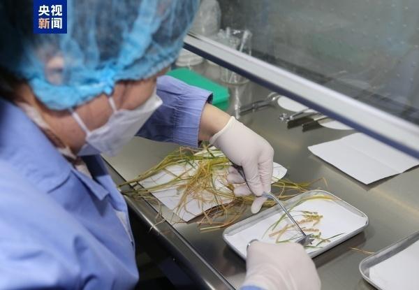  太空菜园樱桃番茄喜获丰收，中国航天员十年耕耘结硕果；气雾培养技术攻克微重力难题，绿色梦想照亮深空之路。 新闻 太空菜园樱桃番茄喜获丰收，中国航天员十年耕耘结硕果；气雾培养技术攻克微重力难题，绿色梦想照亮深空之路。 新闻 太空菜园樱桃番茄喜获丰收，中国航天员十年耕耘结硕果；气雾培养技术攻克微重力难题，绿色梦想照亮深空之路。 新闻