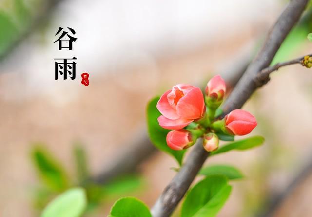 谷雨节气农谚的科学解码：雨生百谷背后的气象逻辑 文化旅游 谷雨节气农谚的科学解码：雨生百谷背后的气象逻辑 文化旅游