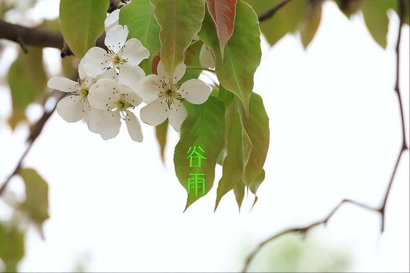  谷雨节气农谚的科学解码：雨生百谷背后的气象逻辑 文化旅游 谷雨节气农谚的科学解码：雨生百谷背后的气象逻辑 文化旅游