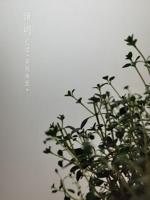  谷雨节气农谚的科学解码：雨生百谷背后的气象逻辑 文化旅游 谷雨节气农谚的科学解码：雨生百谷背后的气象逻辑 文化旅游